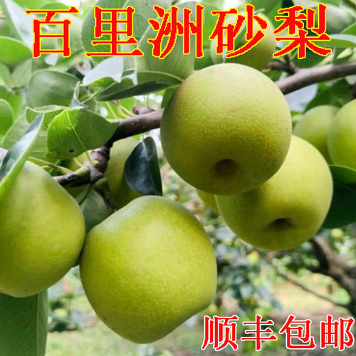 百里洲砂梨翠玉梨黄花梨翠冠梨