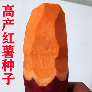 红薯种子烟薯25高产蜜薯糖心红薯种好吃的紫薯种新品种红心地瓜种