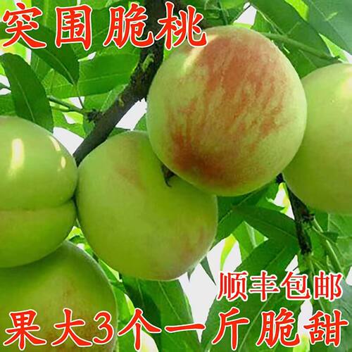 脆甜突围桃湖北新鲜水果现摘桃子