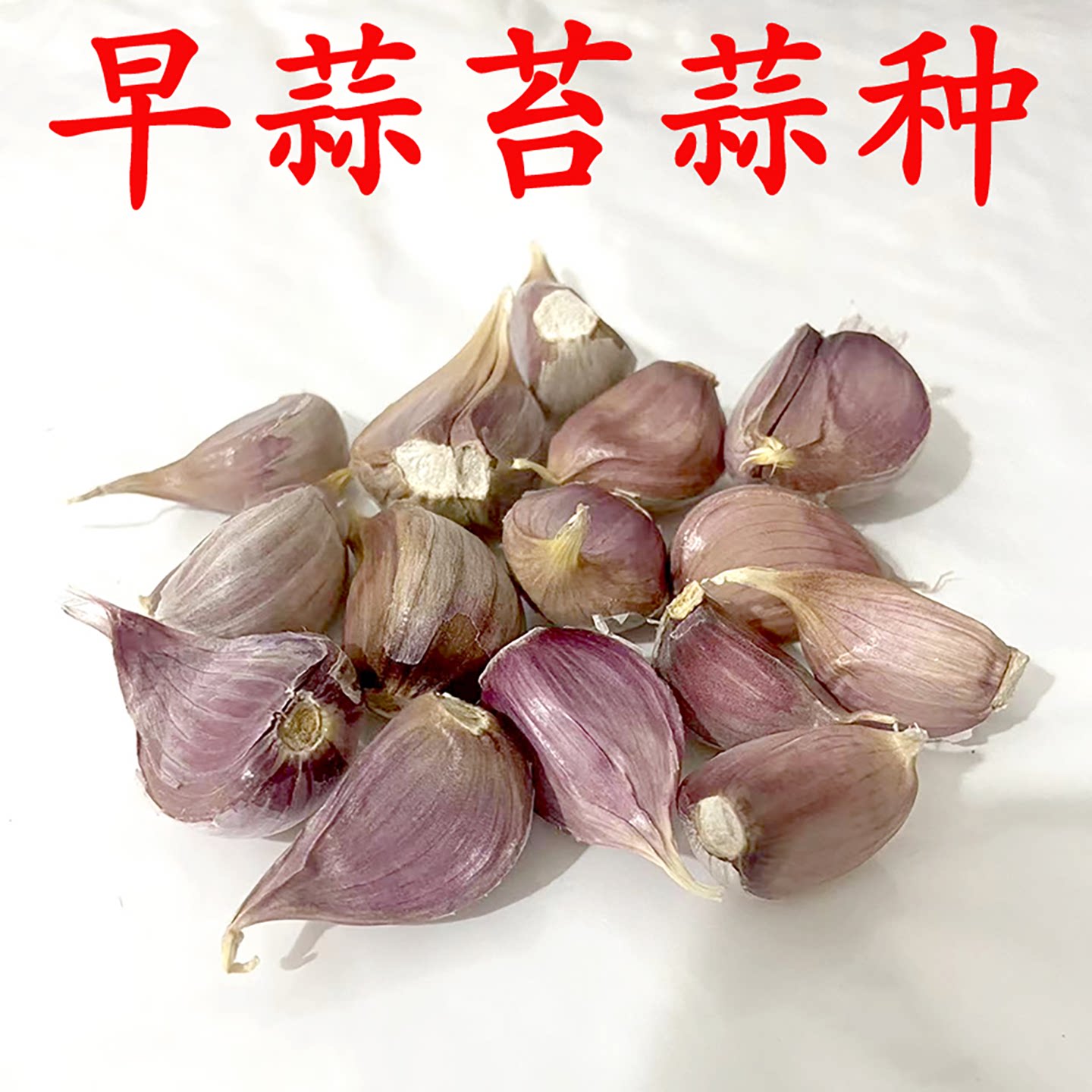紫皮大蒜种子早熟蒜苔高产蒜种