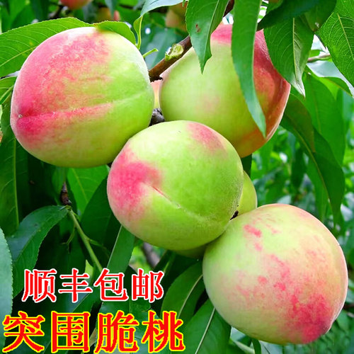 脆甜突围桃现摘新鲜水果桃子