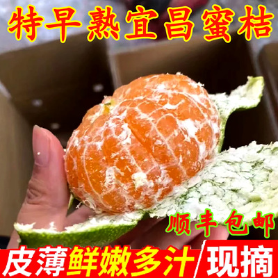 新鲜现摘宜昌青皮无籽蜜橘