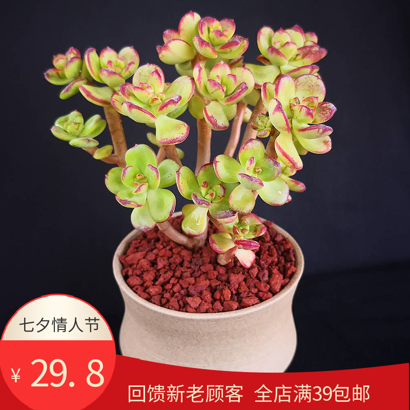 多肉植物红梅老桩群生多头盆栽花卉植物室内大颗萌肉肉净化空气 花传递旗舰店