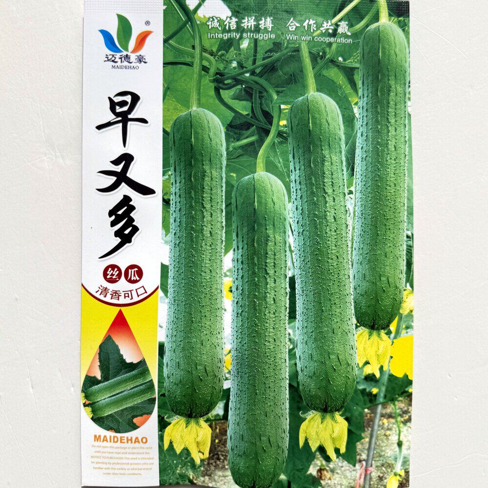 早又多肉丝瓜种子清香可