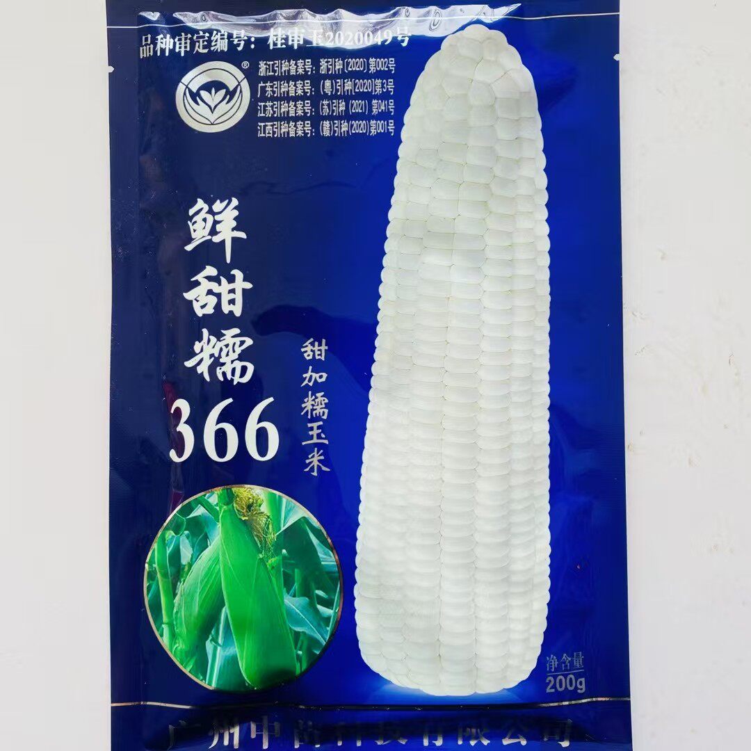 鲜甜糯366白玉米种子大田