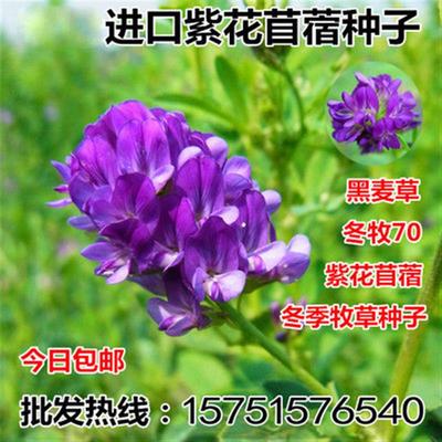 进口紫花苜蓿种子苜蓿草牧草种子南方北方多年生耐寒牛羊兔牧草