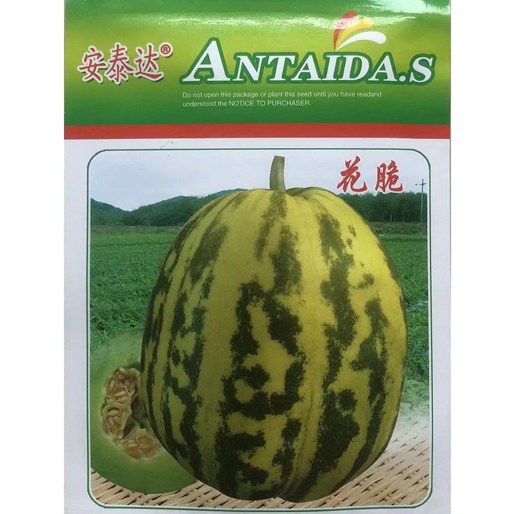 花脆早熟梨型香瓜种子花条斑纹黄绿底色坐果能力强口感佳甜瓜种子