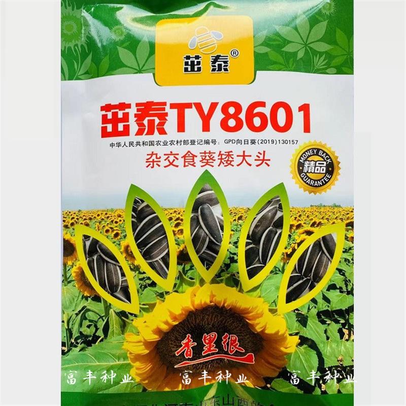 茁泰TY8601杂交食葵种子矮大头食用向日葵种籽大粒食用黑瓜子种孑