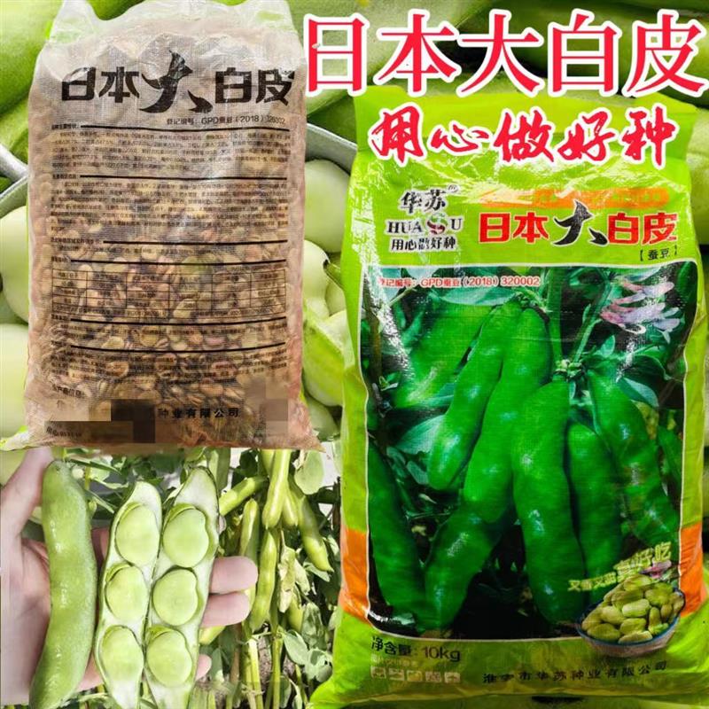 精选日本大白皮蚕豆种子胡豆五谷杂粮白皮耐寒高产种子20斤装包邮