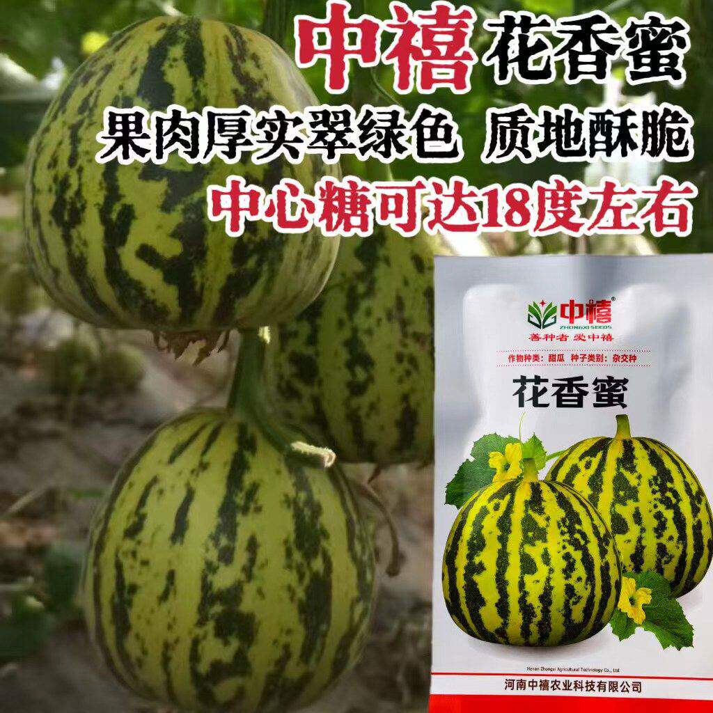花香蜜甜瓜种子中早熟高