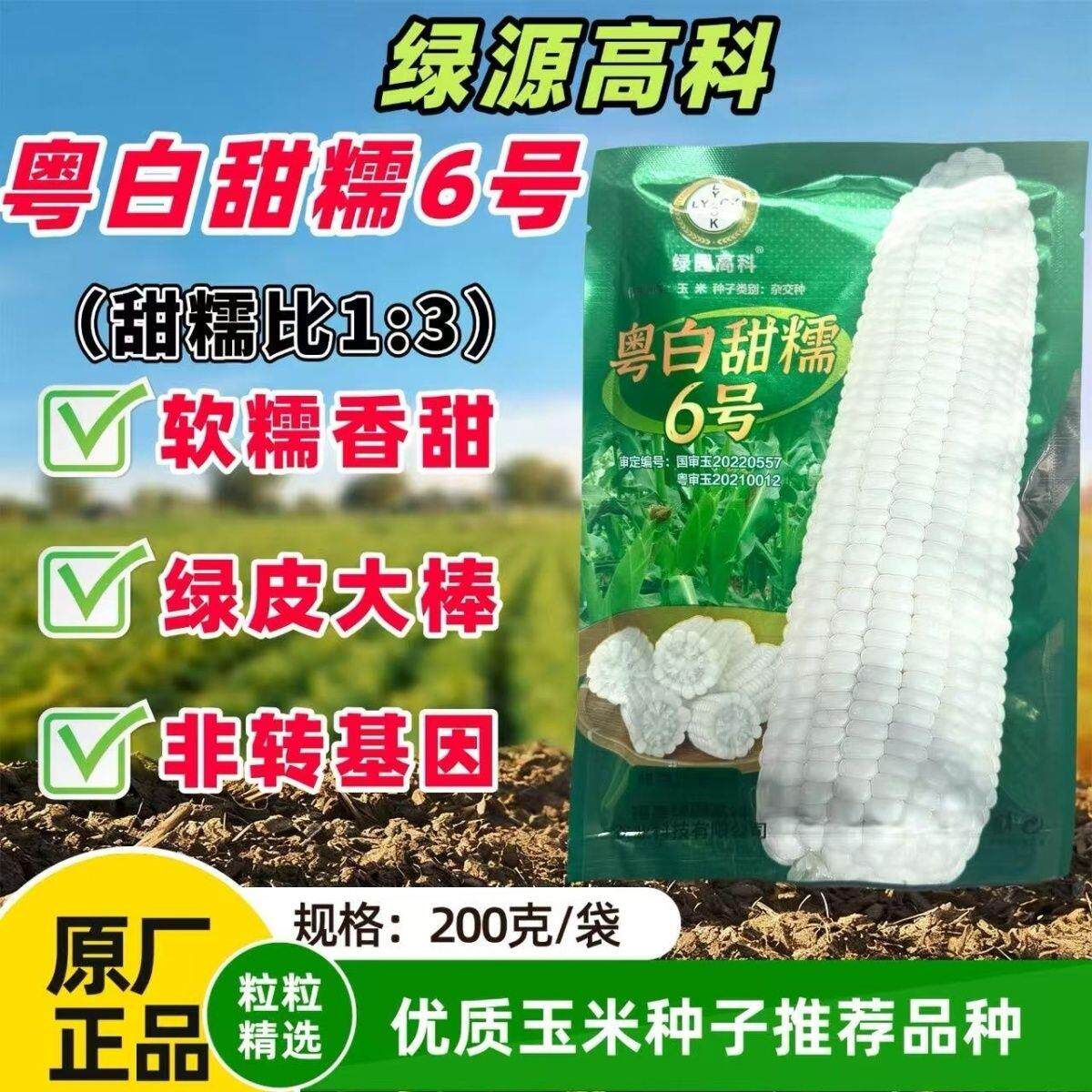 粤白甜糯6号玉米种子矮秆大棒白富美甜糯玉米种籽非转基因粘玉米