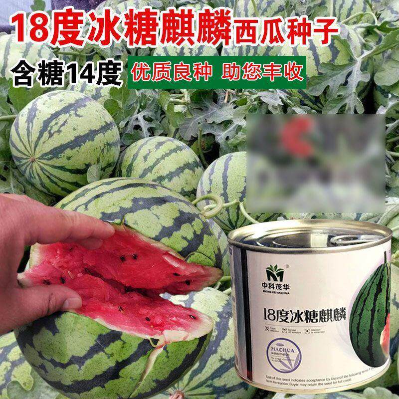 中科茂华18度冰糖麒麟西瓜种子早熟高产抗病超甜粉红瓤西瓜种籽孑
