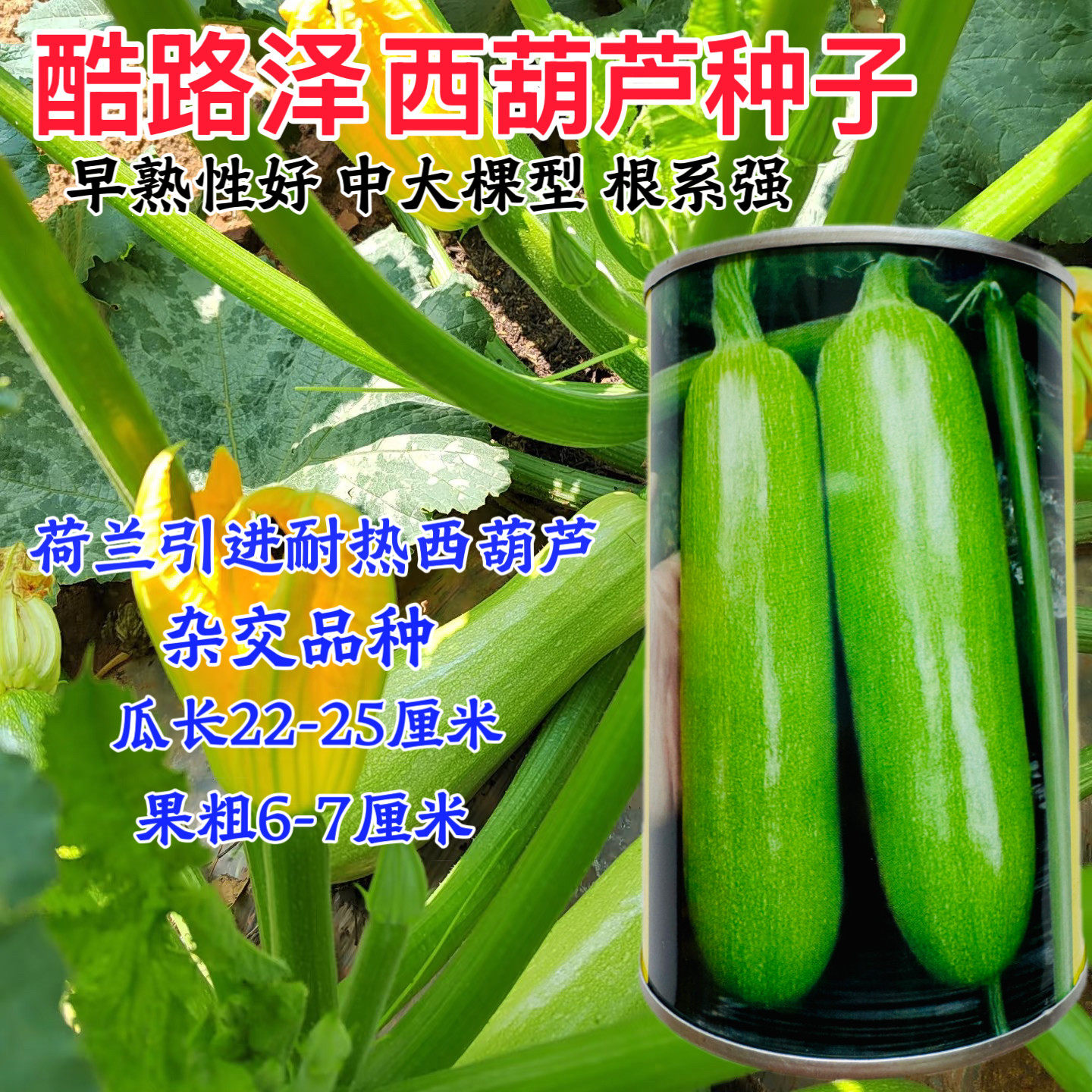 酷路泽西葫芦种子籽早春