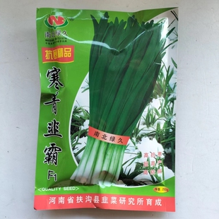 南北绿久寒青韭霸韭菜种籽高产耐寒抗病不休眠河南宽叶雪韭韭菜种