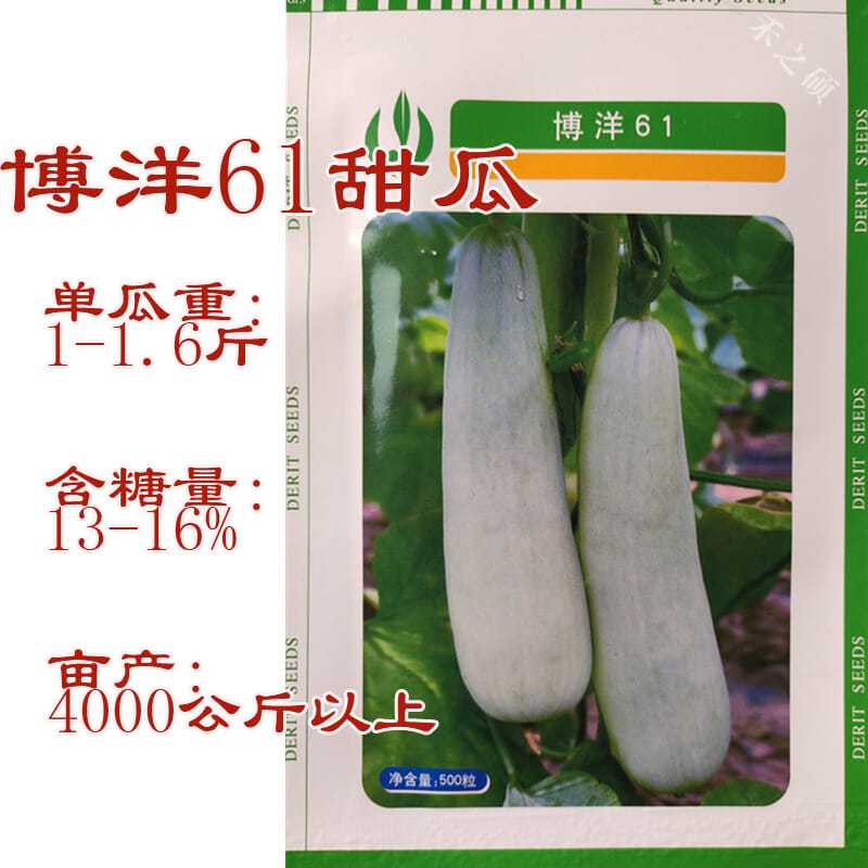 天津德瑞特博洋61甜瓜种子羊角脆羊角蜜种薄皮甜脆杂交种子