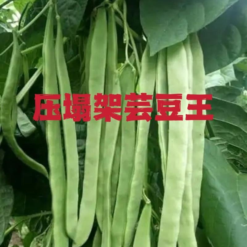 白不老架芸豆种子压塌架全能王扁豆种高产春秋播种蔬菜基地农家