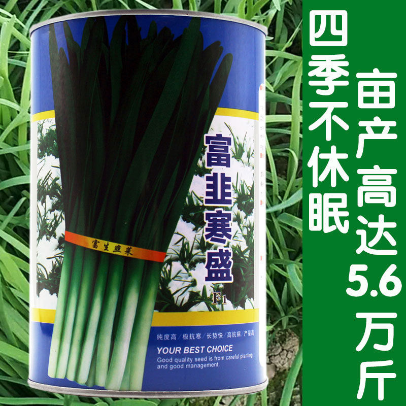 富韭寒盛韭菜种子宽叶白根韭菜种籽四季播耐寒蔬菜种孑高产韭菜籽