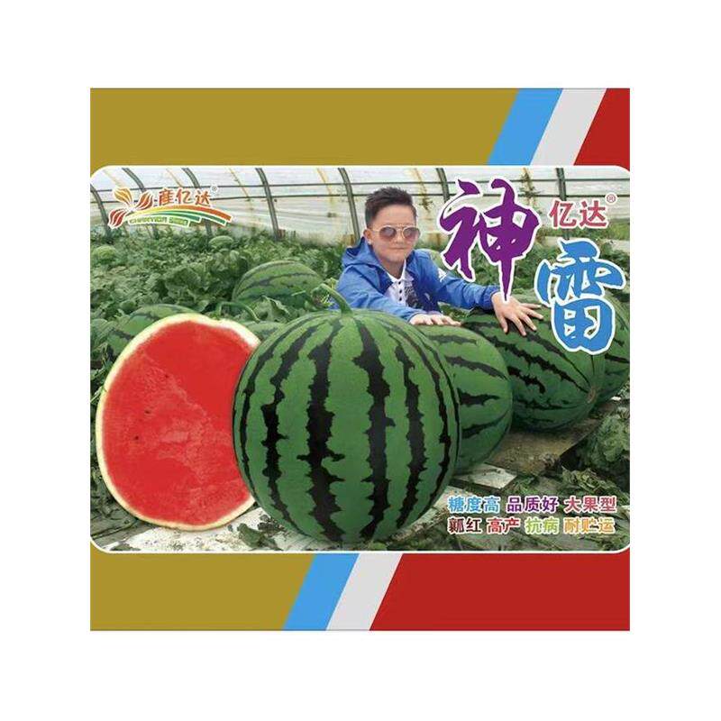 神雷特大圆西瓜种子大果