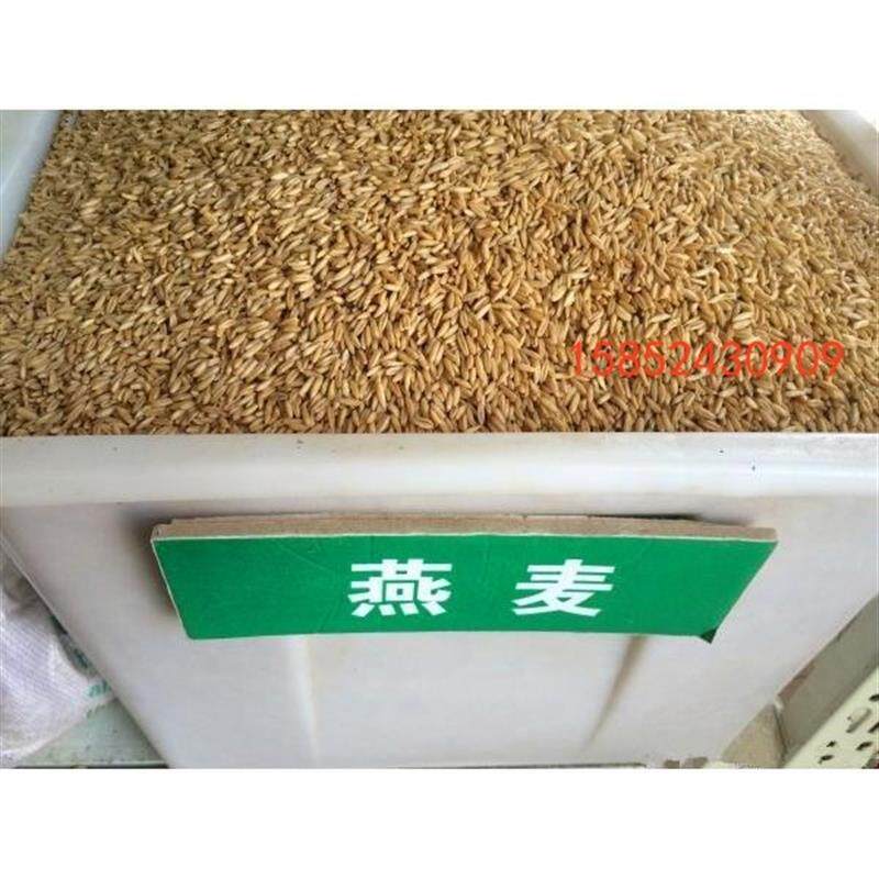 燕麦种子墨西哥玉米草种子黑麦草牧草种子紫花苜雀麦野麦皇竹草