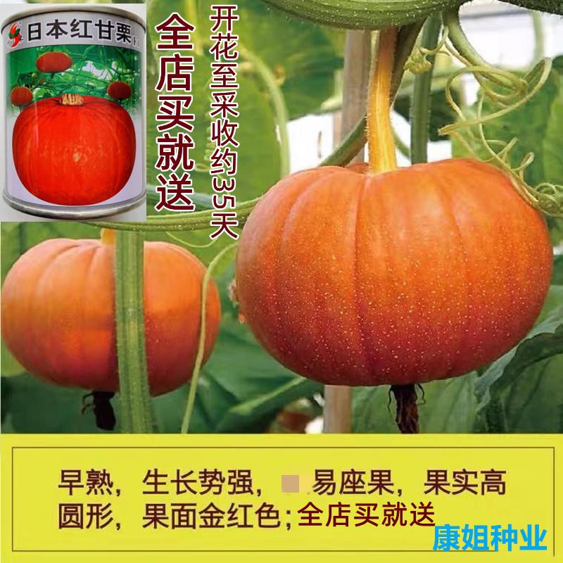 日本红甘栗南瓜种子香甜粉糯红太阳小地球南瓜种籽四季果蔬菜种籽