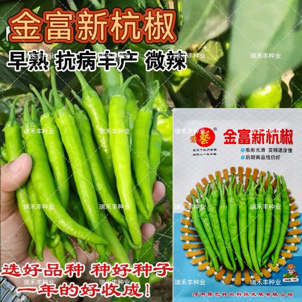 豫艺金富新杭椒种子新品