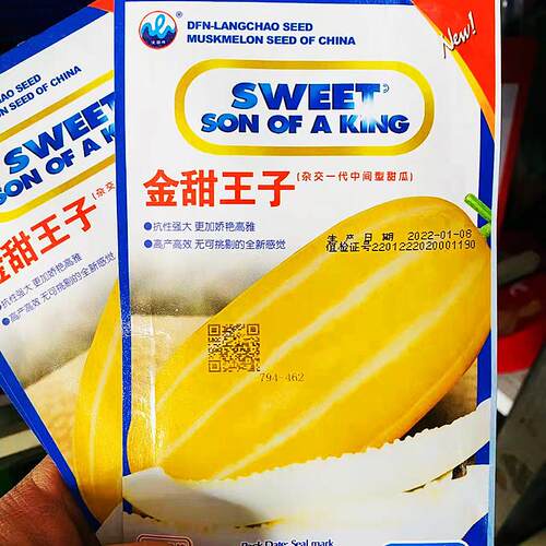 超甜金甜王子黄皮花皮香瓜甜瓜种子抗病抗重茬抗旱耐热南南方春播