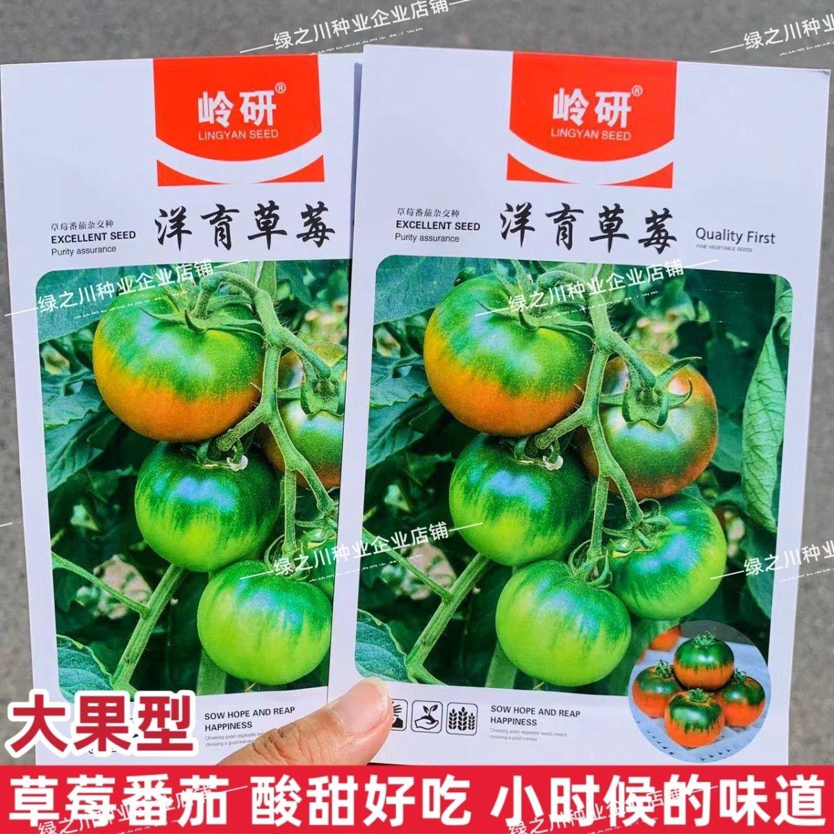 东北草莓柿子种籽大果型洋育草莓西红柿种子酸甜好吃绿肩番茄种子