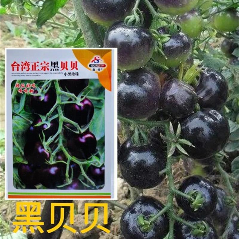 小番茄种孑高产阳台盆栽台湾正宗黑贝贝黑珍珠水果甜圣女果种籽子