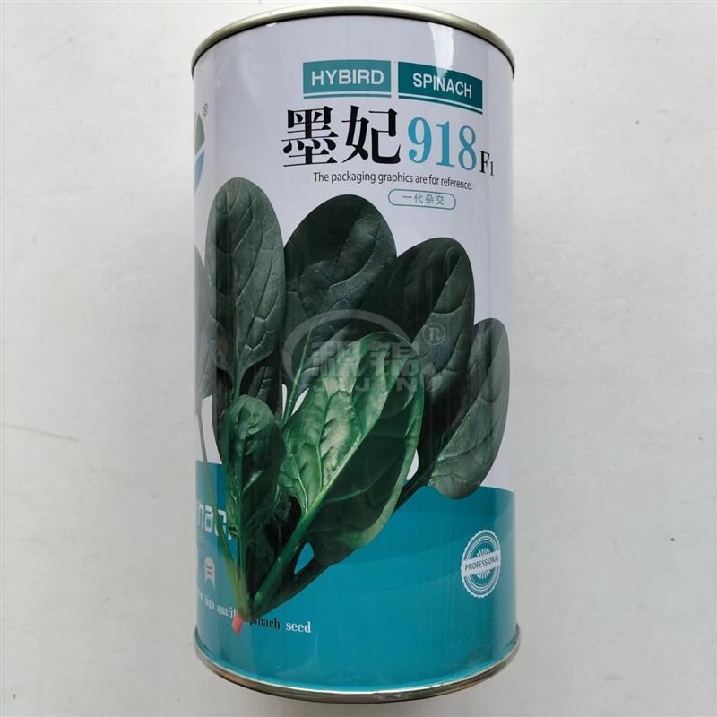 菠菜种子墨妃918深绿油亮高产抗病耐寒超能菠菜籽大田用种春秋播