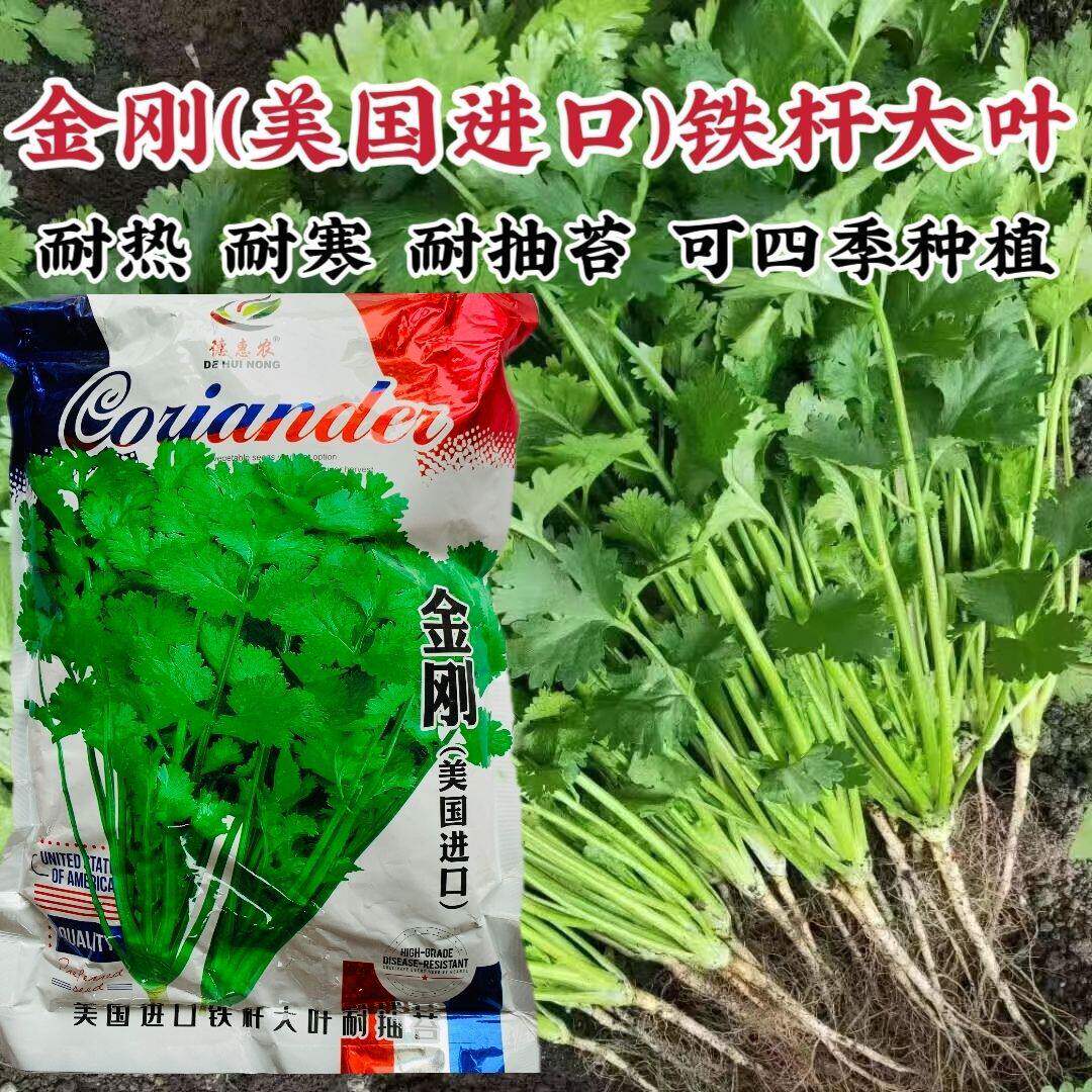美国进口香菜种子铁杆大