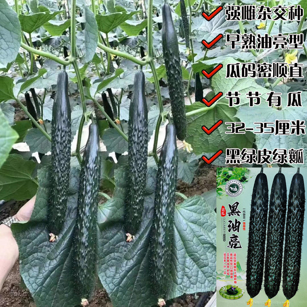 黑油亮黄瓜种子绿心绿肉