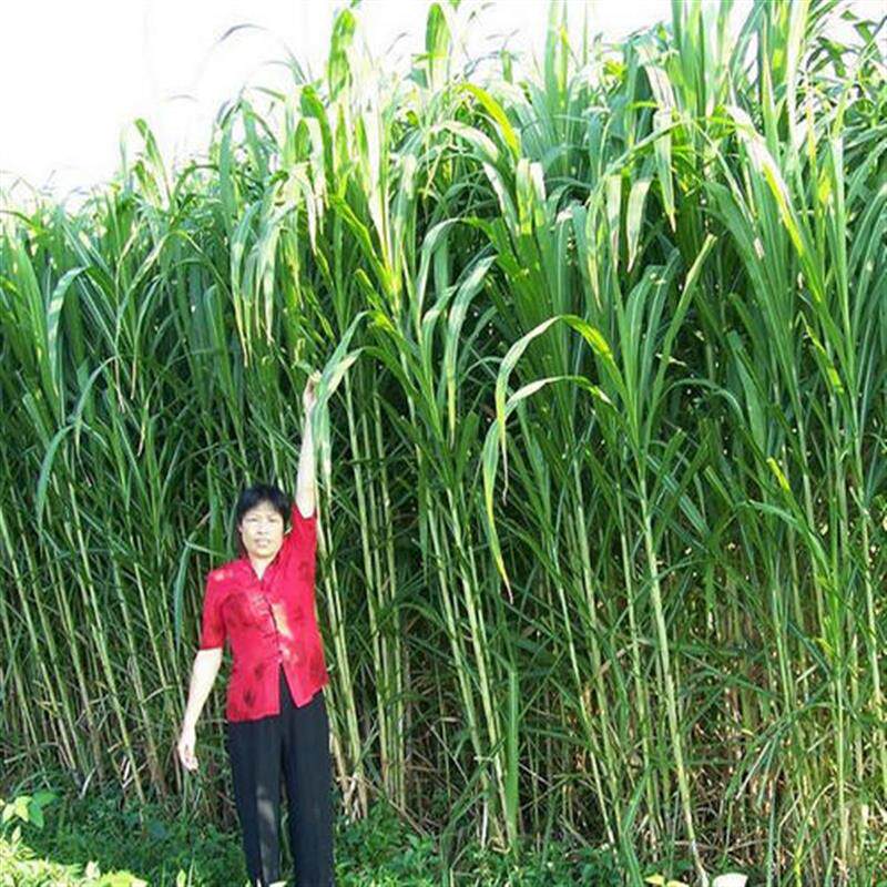 新型皇竹草牧草种子南方北方多年生四季高产猪牛羊鸡鸭鹅鱼兔草籽
