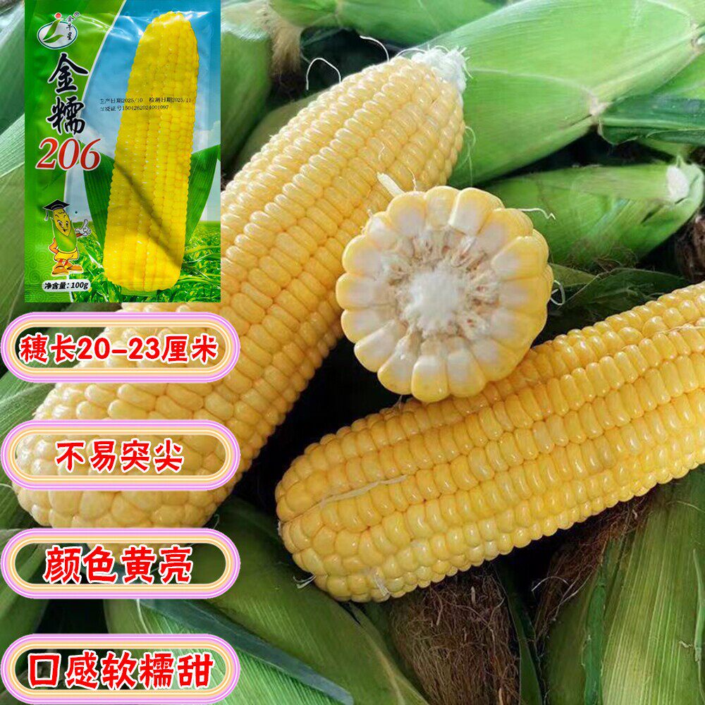 粘掉牙黄玉米种子香甜粘
