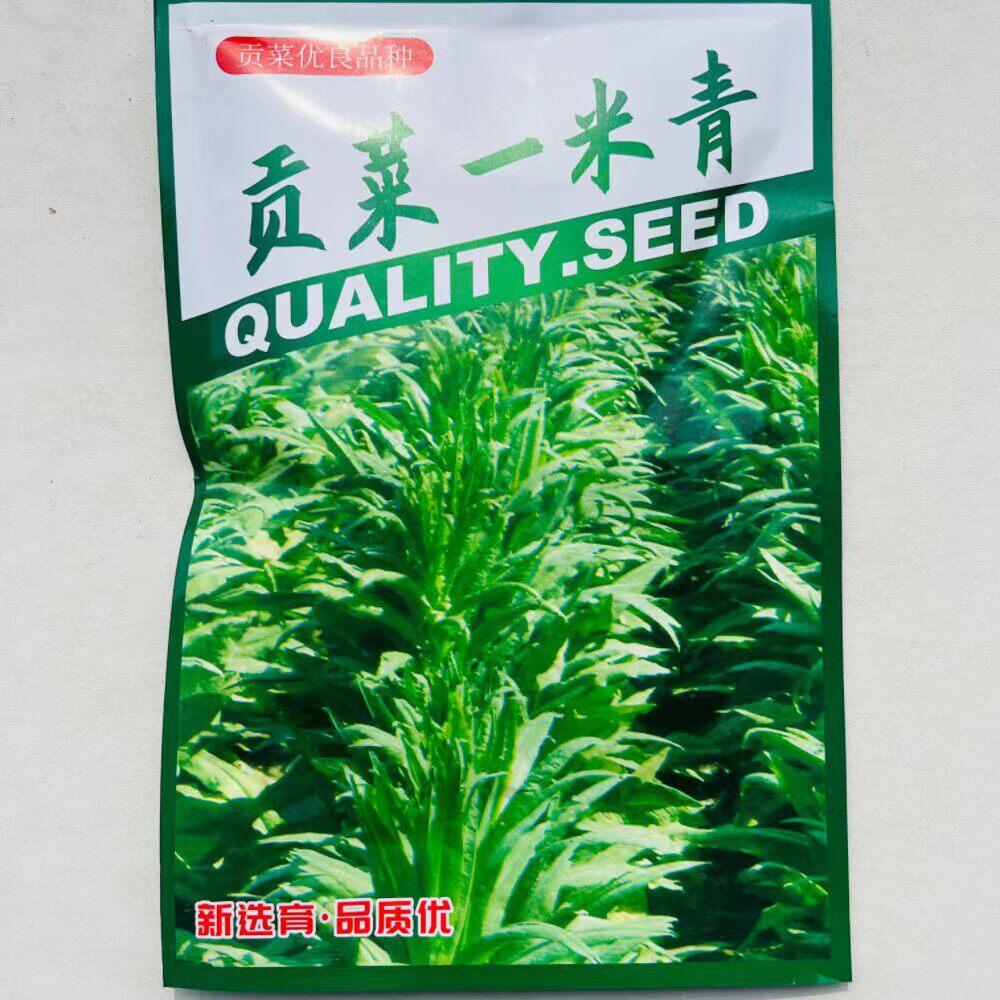 贡菜种子四季耐寒抗热响