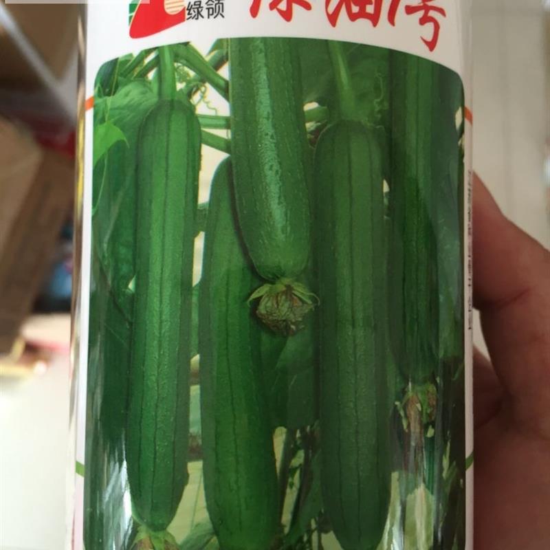 绿领种业绿油1号丝瓜种子一号新丝路809 江蔬1号种籽春秋播种高产