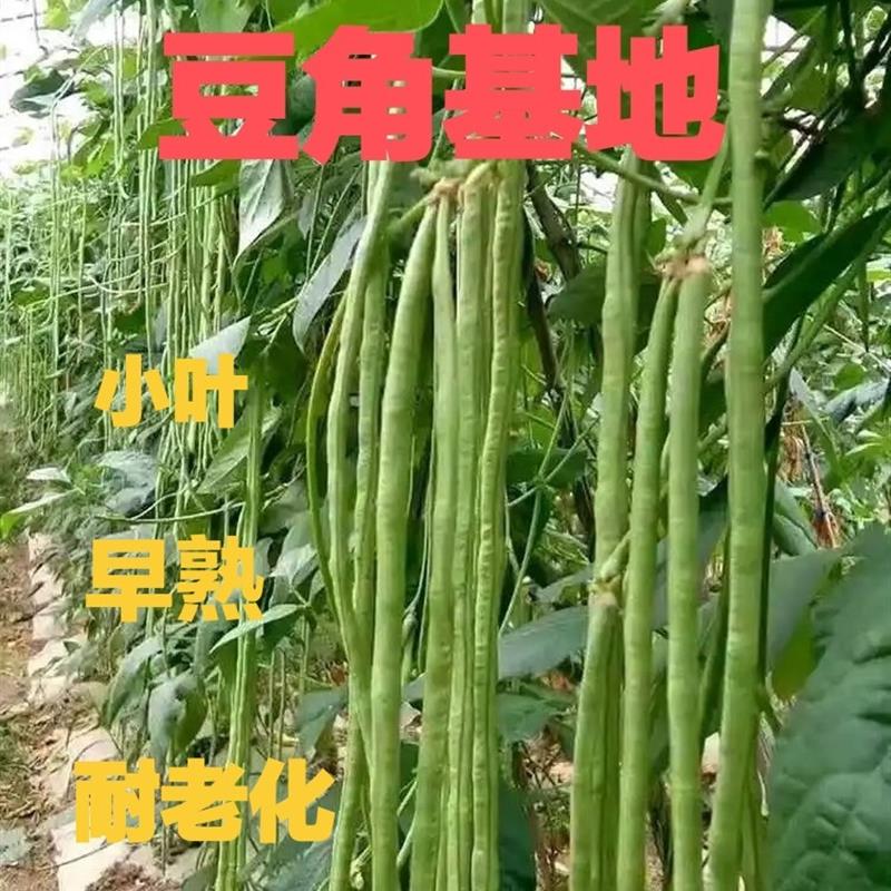 摘不败豇豆小五叶全能无筋架豆种子四季豆高产长豆角芸豆大田专用