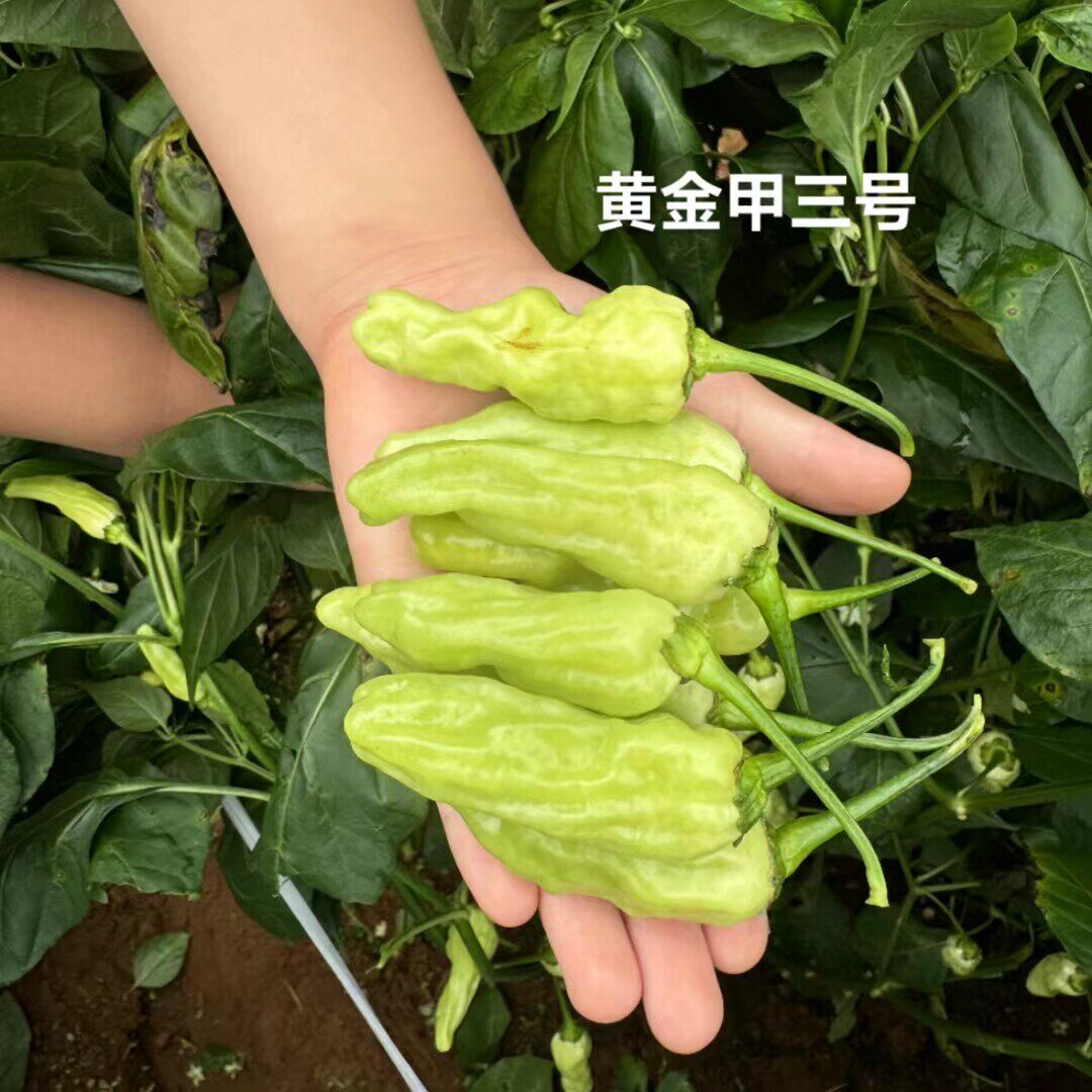 富乔黄金甲三号大果小米