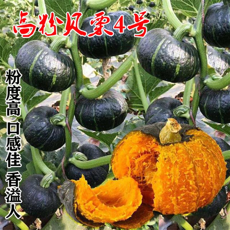 日本进口迷你小绿贝贝南瓜种子高产板栗香甜四季蔬菜苗春秋种籽孑