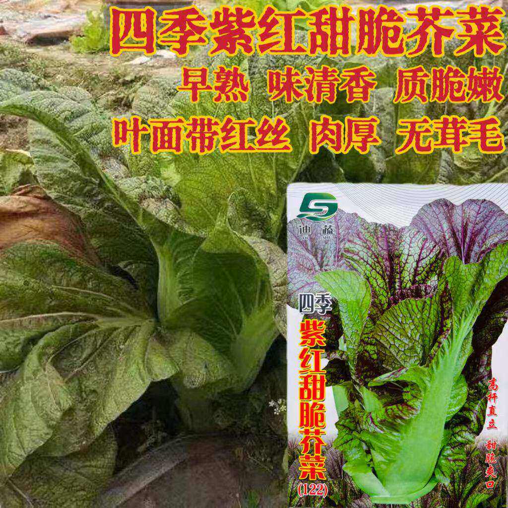 四季紫红甜脆芥菜种子耐