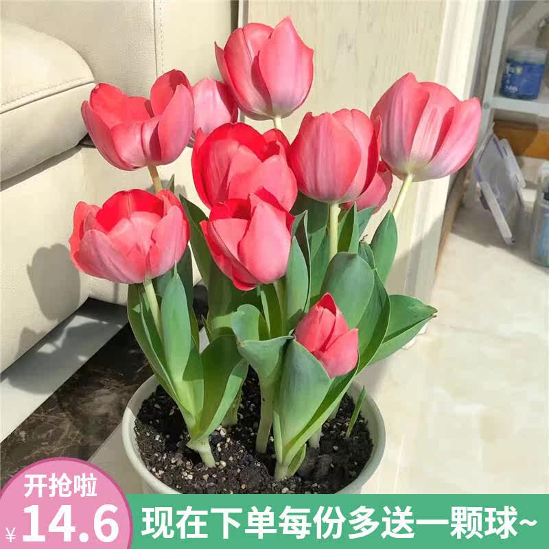 进口郁金香5颗大种球四季种植开花阳台耐寒土水培盆栽风信子花卉