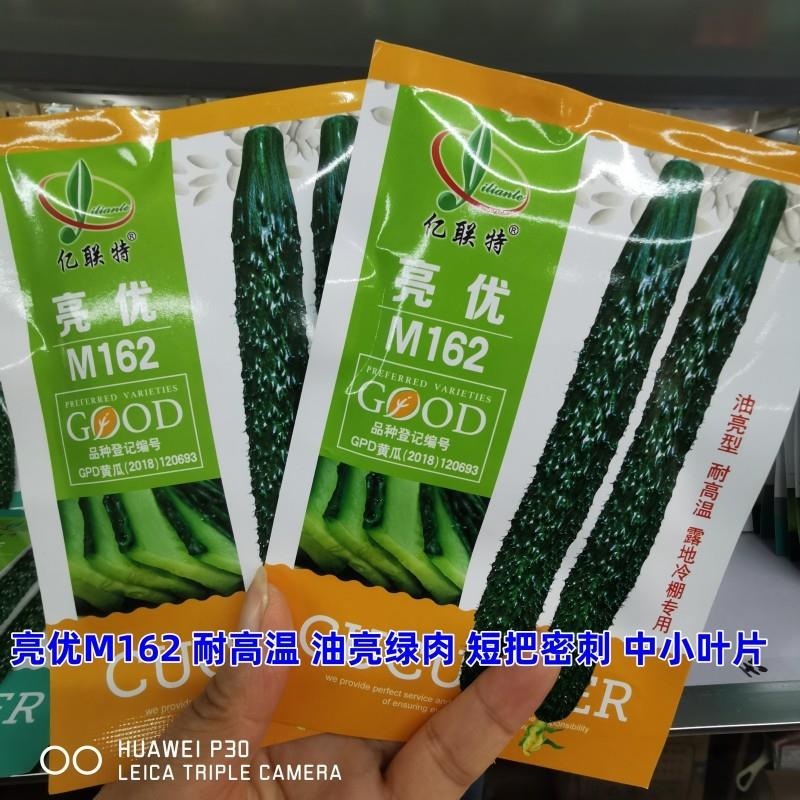 亮优M162黄瓜种子耐高温油亮绿肉短把密刺中小叶抗病高产春秋季播 - 实物图