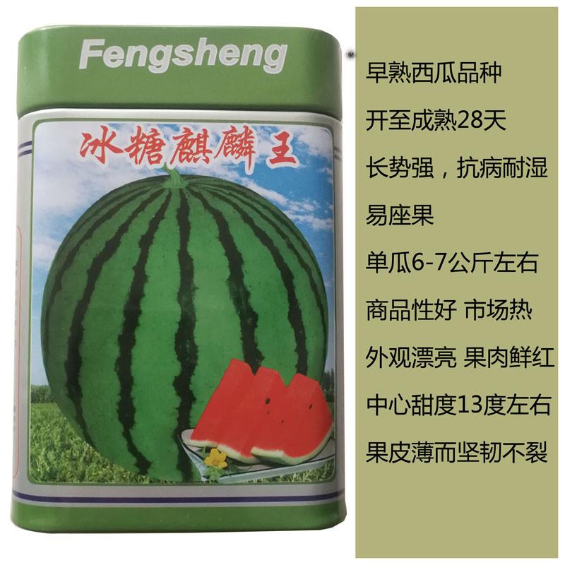 西瓜种子早熟冰糖麒麟西瓜美都沙漠绿洲西瓜种子大田基地蔬菜种子