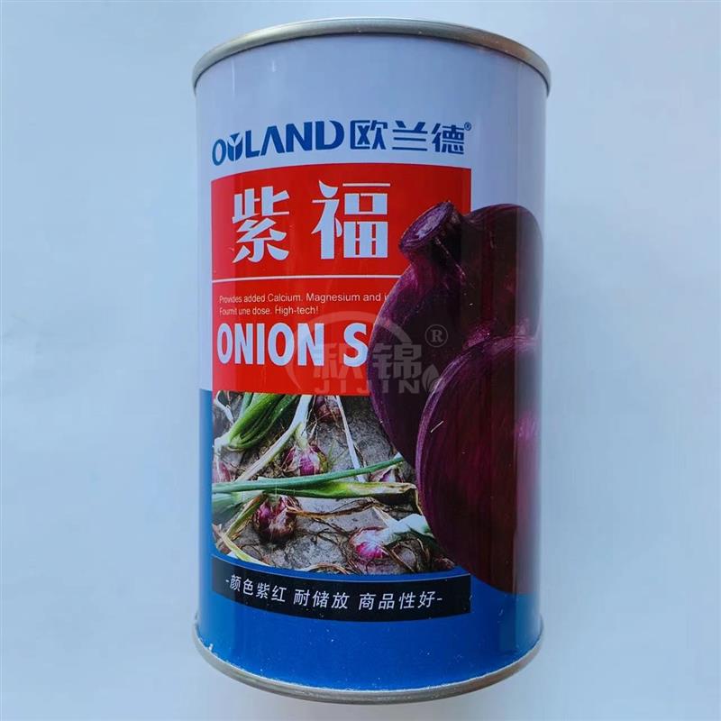 欧兰德紫福洋葱种子中日照杂交品种紫红皮洋葱种籽高产抗病春秋播