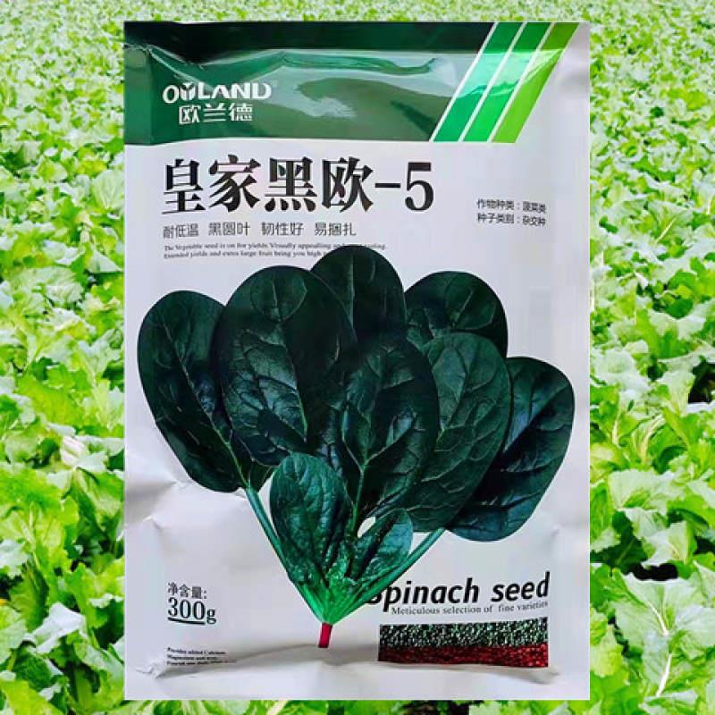 菠菜种子欧兰皇家黑欧-5菠菜高产抗病耐热耐寒耐抽苔杂交菠菜种籽