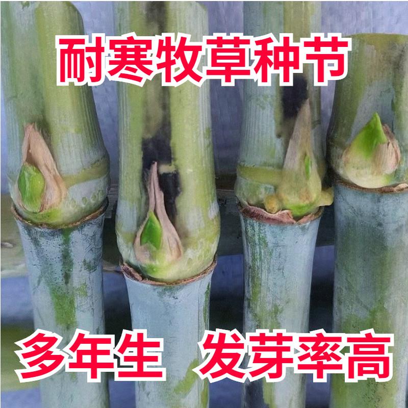紫色皇竹草种节耐寒巨菌草无毛甜象草3号种子牛羊四季高产牧草王