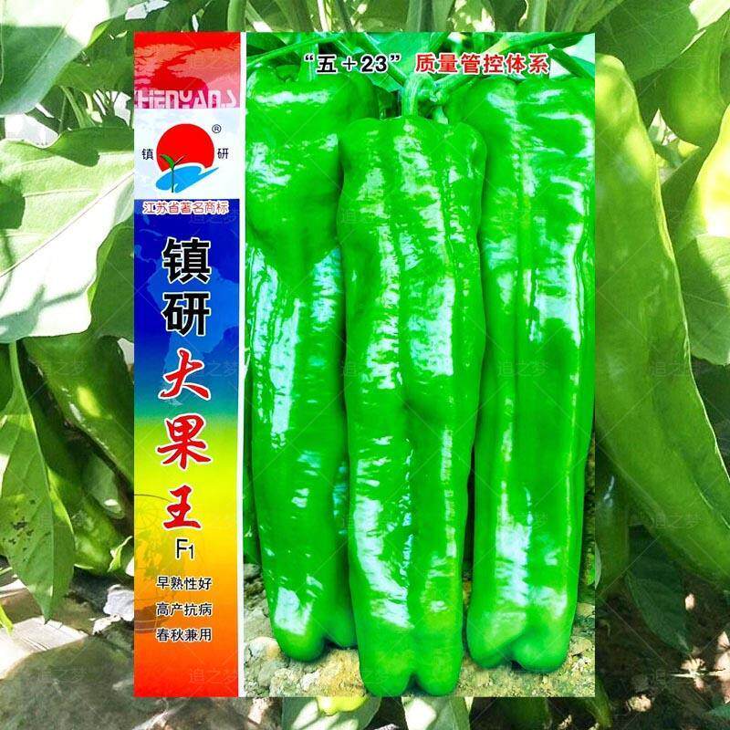 镇研大果王辣椒种子早熟高产特大牛角椒青椒种籽特辣四季蔬菜苗孑