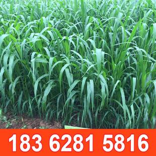 进口高丹草种籽四季养殖草籽牧草种子喂猪羊牛草高丹草种鱼草种籽