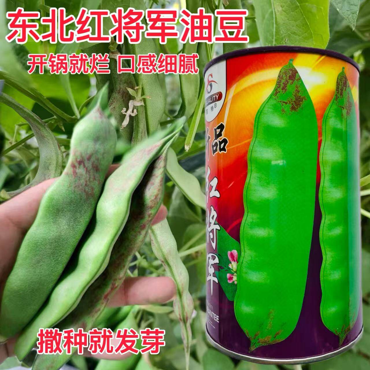 新品红将军油豆种子高产
