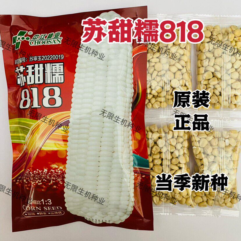 白甜糯玉米种子苏81籽早