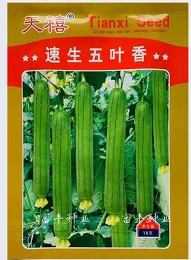 速生五叶香丝瓜种子早熟短棒油皮丝瓜种籽春夏季高产爬藤蔬菜种子